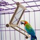 thumbnail image 1 of Espejo para pájaros, columpio para pájaros, juguetes para jaula de loros, columpio para colgar con espejo para guacamayos, grises africanos, periquitos, cacatúas, cacatúas, agapornis, canarios, 1, 1 of 8