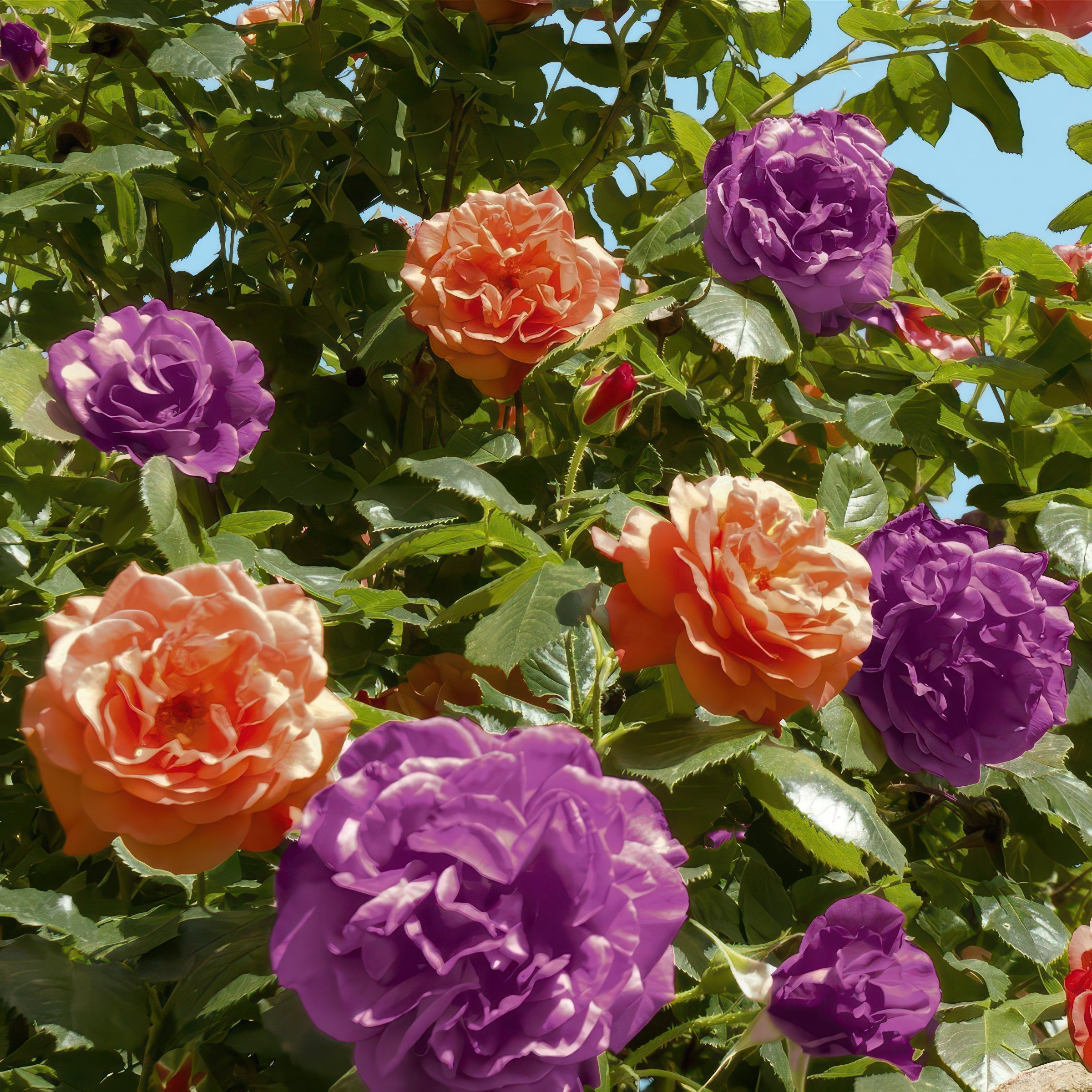 National Plant Network Bare Root 2-in-1 Angel Face-Cherish Tree Rose