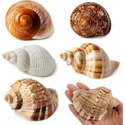 5PCS Large Hermit Crab Shells | Natural Sea Conch Size 2.8" - 3.9", Opening Size 1.5" - 2.5" | Turbo Seashells for Hermit Crab Supplies and Beach Decoration Large Sea Shell
