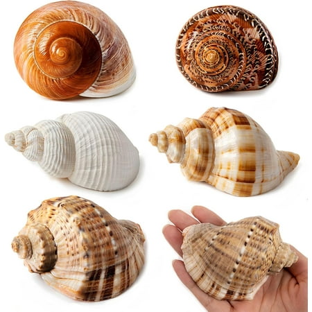 5PCS Large Hermit Crab Shells | Natural Sea Conch Size 2.8" - 3.9", Opening Size 1.5" - 2.5" | Turbo Seashells for Hermit Crab Supplies and Beach Decoration Large Sea Shell