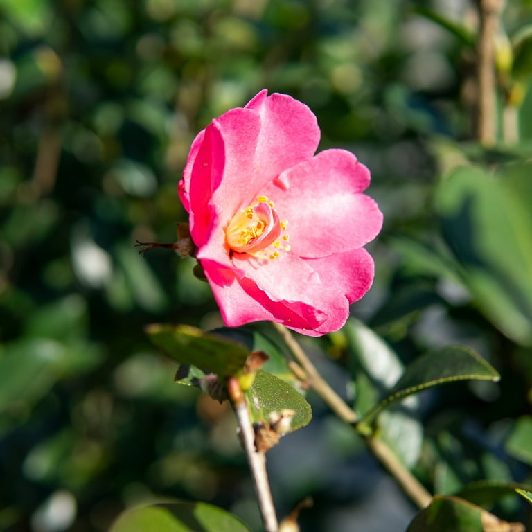 Pois ポワ　mellow cami pink Camellia sasanqua 'Jean May' (Light Pink) - Devil Mountain