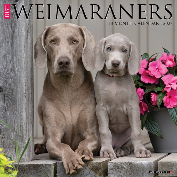 Willow Creek Press, Weimaraners 2027 Wall Calendar