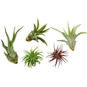 Variety Pack of Small Tillandsia Air Plants, Assortment of Exotic, Low Maintenance Live Air Plants Including Ionantha Rubra, Caput-Medusae, Harrissi, Velutina, & Ionantha Fuego Plants! (Set of 5)