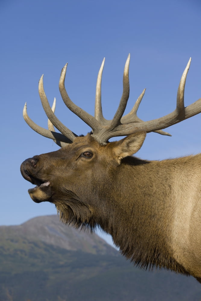 Close Up View Of A Rocky Mountain Bull Elk Bugling During The Autumn
