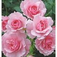 thumbnail image 3 of Bonica® Shrub Rose Bush - 4" Pot - World's Favorite Rose, 3 of 4