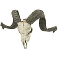 thumbnail image 3 of Design Toscano Corsican Ram Skull and Horns Wall Trophy, 3 of 7