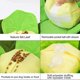 thumbnail image 2 of Dog Sniffing Training Toy, Dog Feeding Slow Eating Bowl, Cute Felt Cabbage Interactive Puzzle IQ Toy for Puppy Cat, Pet Activity Toy for Stress Releas, 2 of 4
