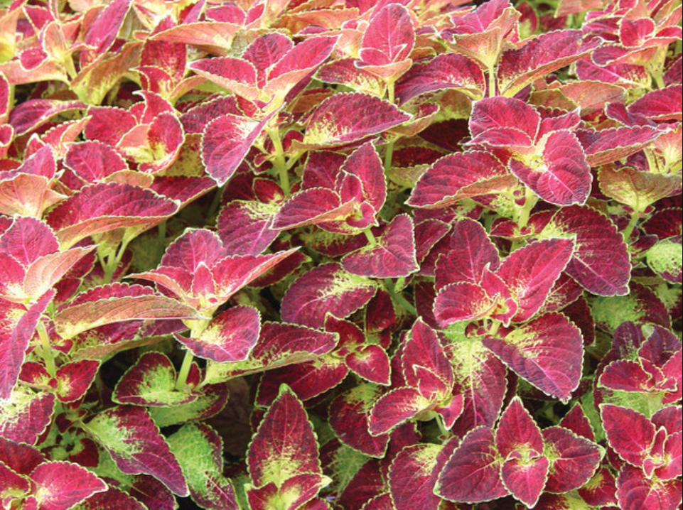 Pack of 3 Dipt In Wine Coleus Live Starter Plant for Planting, Vibrant Magenta Dark Red Foliage, 4-8 Inch Tall, No Ship Pot