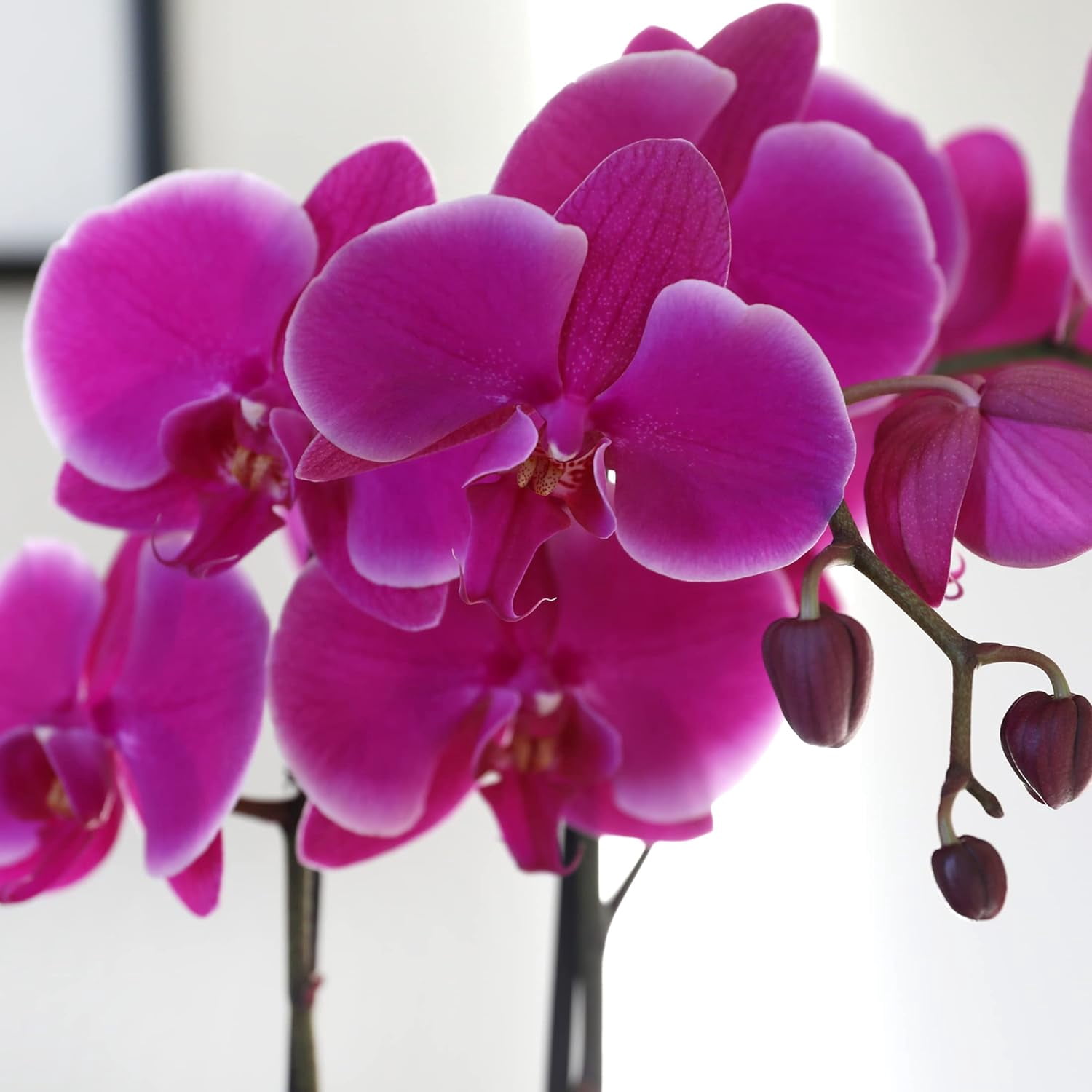 Just Add Ice 16-30" Purple Premium Orchid Duo Live Plants in 10" White Dot Ceramic Planter, House Plant