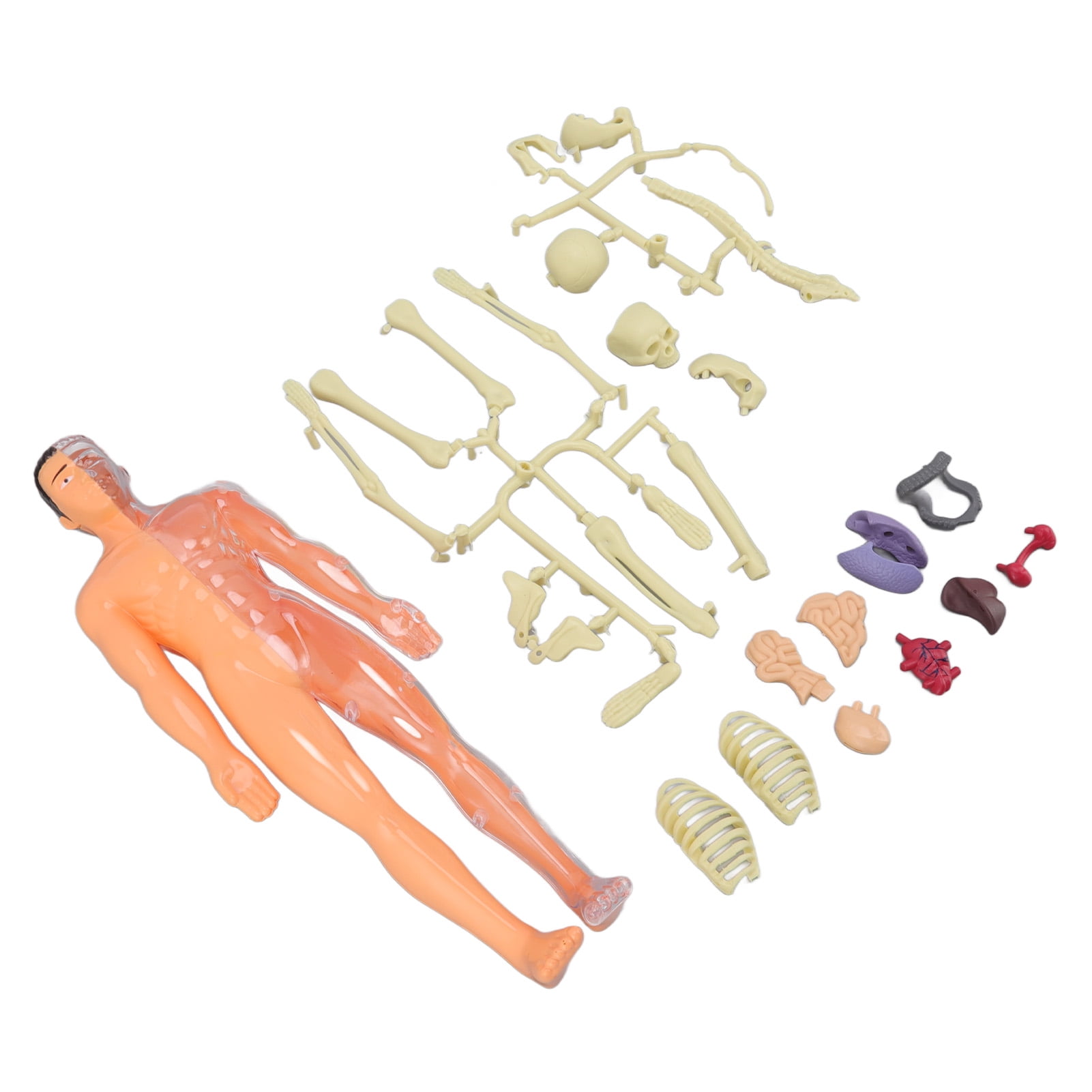 Human Body Model For Kids, Interactive Human Body Fully Poseable