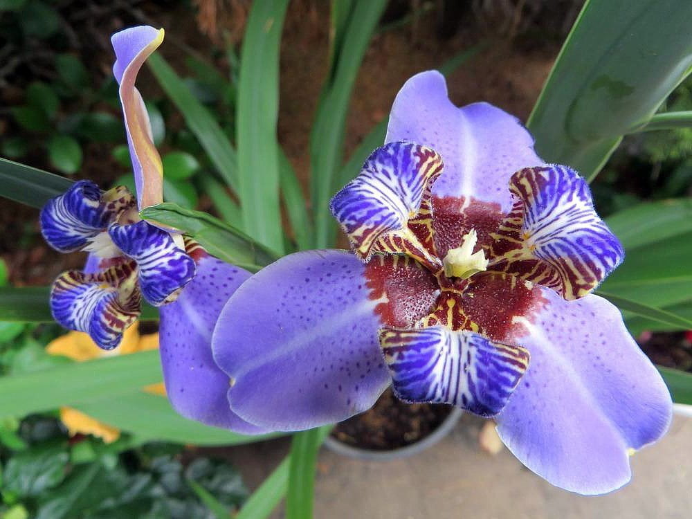 Blue Walking Iris Giant Apostle's Iris Neomarica Regina 4" Pot