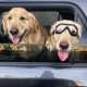 thumbnail image 3 of Gafas para perros - Gafas de protección ocular para perros grandes Gafas de sol a prueba de viento para perros medianos y grandes brillar Electrónica, 3 of 5