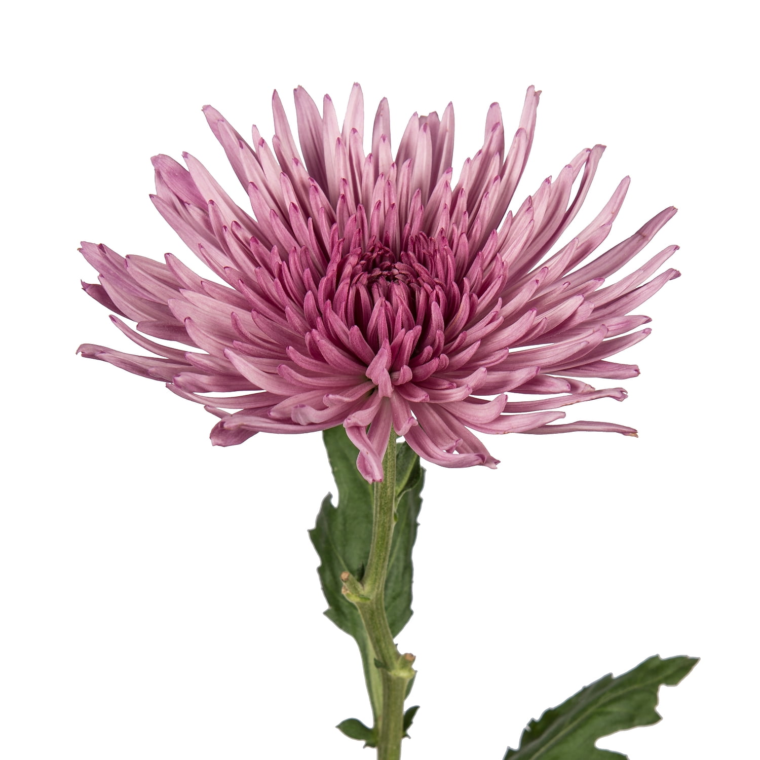 Pink Spider Mums - Fresh Cut - 50 Stems - Walmart.com - Walmart.com