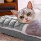 thumbnail image 5 of Cama para Perros, Gatos y Cachorros | Suave Alfombra de Felpa para Mascotas de 50 X 35 Cm | Sofá Cálido, Extraíble y Lavable con Base de Silicona Antideslizante | Cómodo Forro Interior Acolchado para, 5 of 6