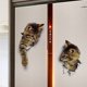 thumbnail image 2 of Vivid 3D Cat Etiqueta de La Pared Inodoro Armario Removible Decoración de la Habitación Kid Abanopi XH2002, 2 of 7