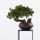 thumbnail image 5 of Plantas artificiales, bonsáis, decoración de escritorio, plantas artificiales de interior con macetas de cerámica, 5 of 5