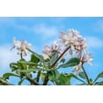thumbnail image 2 of Engelbrecht, Lisa S. 14x11 White Modern Wood Framed Museum Art Print Titled - Plumeria, 2 of 4