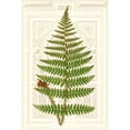 thumbnail image 3 of Vision Studio 17x24 Black Modern Framed Museum Art Print Titled - Garden Ferns V, 3 of 5