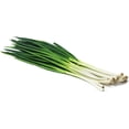 thumbnail image 5 of Scarborough Seeds 250 Tokyo Long Green Onions Plant Seeds, Non GMO, 5 of 8