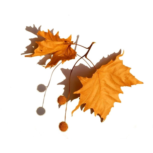Seeds Nature Sycamore Dry Leaves Herbarium Fruits 12 Inch By 18 Inch Laminated Poster With Bright Colors And Vivid Imagery Fits Perfectly In Many Attractive Frames Walmart Com Walmart Com
