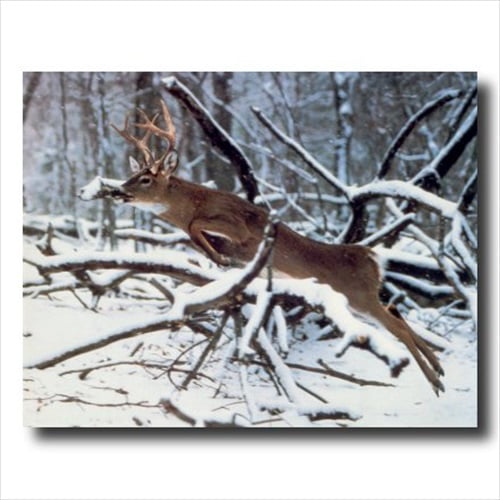 Whitetail Buck Deer Big Antler Rack Wild Animal Wall Decor Art Print 16x20 