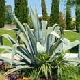 thumbnail image 2 of Americana Silver Agave, 2 of 6