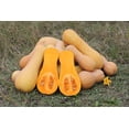 thumbnail image 1 of 50 Graines de Courge Musquée WALTHAM BUTTERNUT d'Hiver Cucurbita Moschata, 1 of 5