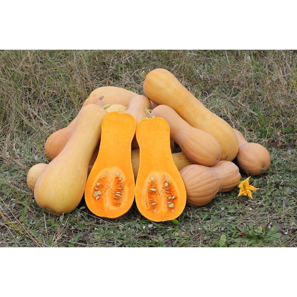 50 WALTHAM BUTTERNUT SQUASH Winter Cucurbita Moschata Vegetable Seeds