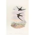 thumbnail image 2 of John Gould 11x14 Black Ornate Wood Framed Double Matted Museum Art Print Titled: Palm Roof-Swift (1850-1883), 2 of 5