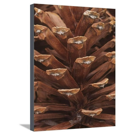 David Cone Hand Signed - Close-Up of a Mature Female or Seed Cone of the Longleaf Pine, Pinus Palustris, Southeastern USA Stretched Canvas Print Wall Art By David Sieren