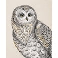 thumbnail image 2 of Brissonnet, Daphne 12x14 Black Ornate Wood Framed with Double Matting Museum Art Print Titled - Beautiful Owls IV Vintage, 2 of 4