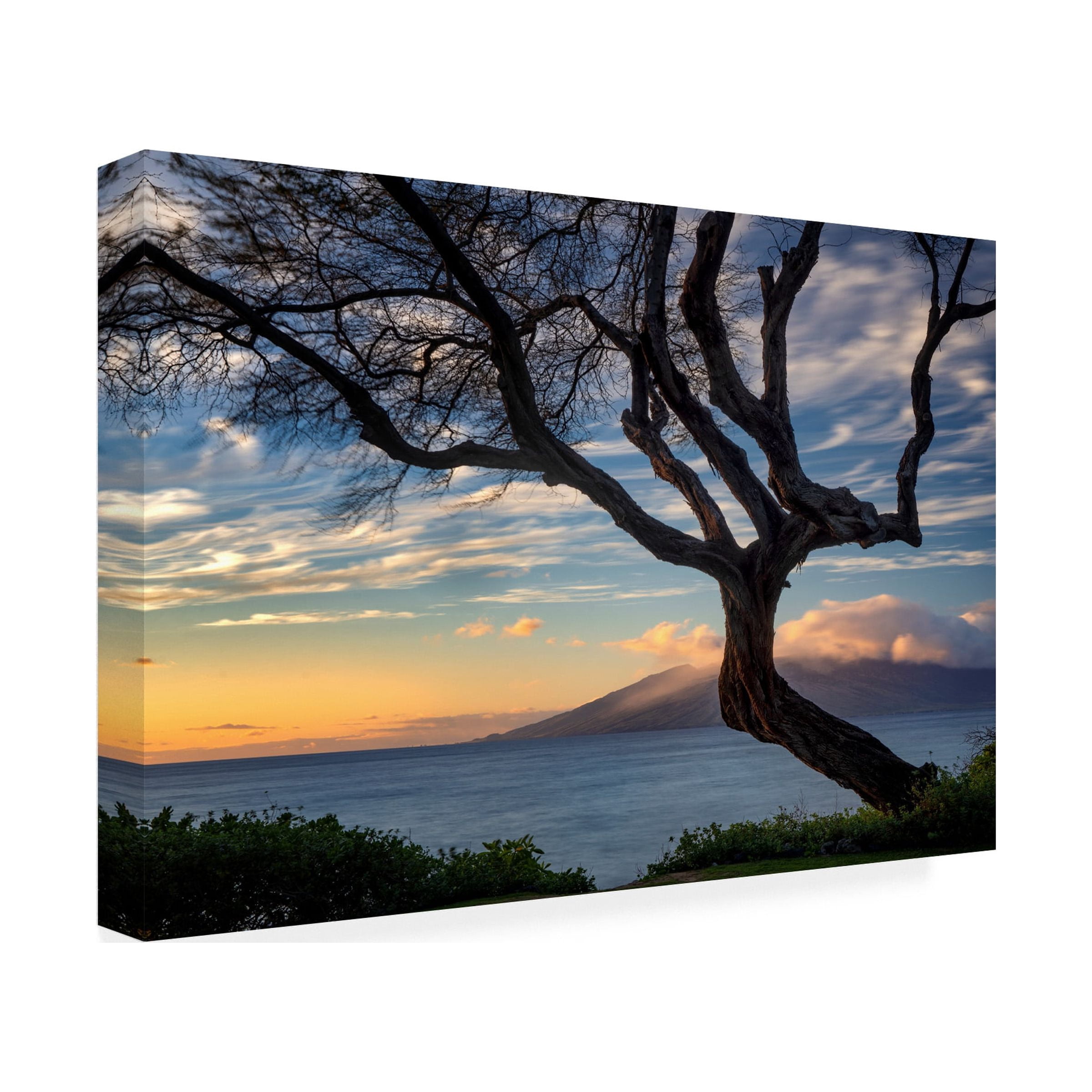 Dennis Frates 'Branching Tree' Canvas Art