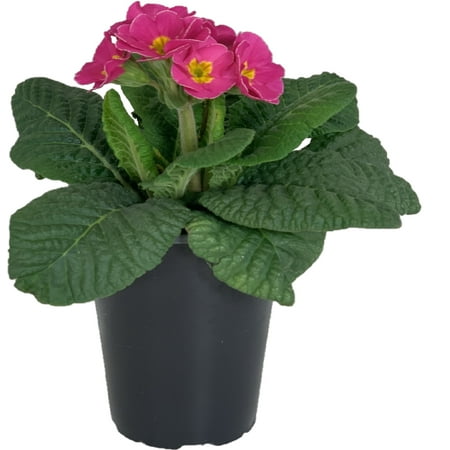 Expert Gardener 2QT Primrose Live Plant Sun