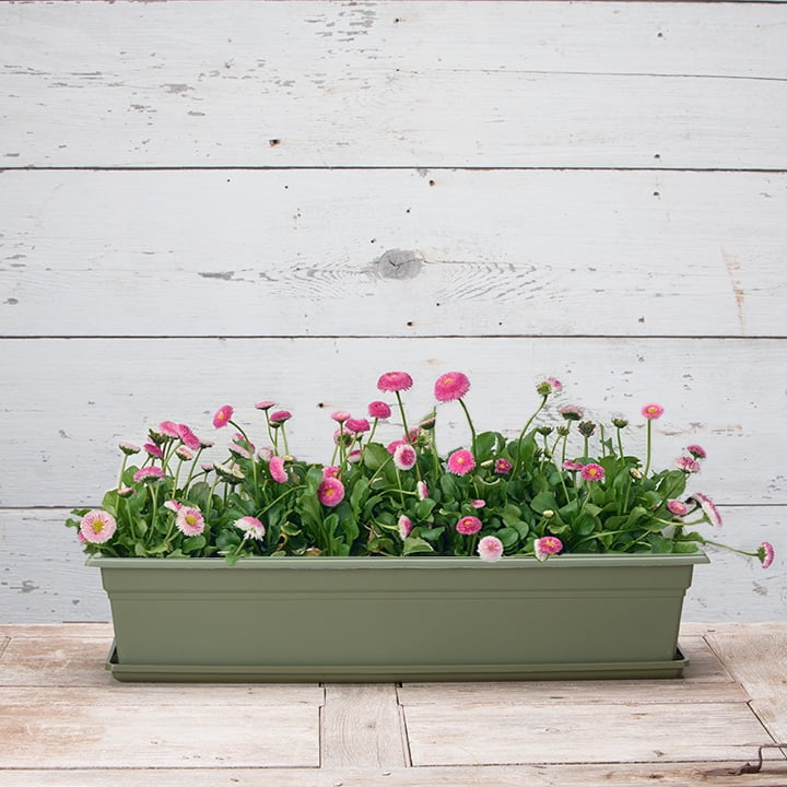 Root & Vessel Countryside Flower Box Tray, Sage, Medium, (22.25” x 6.5”)