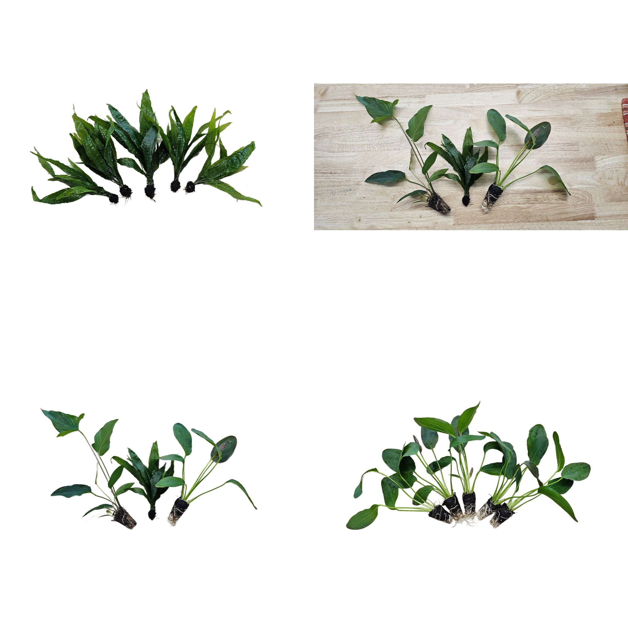 Centerpiece Bundle - 20-40 Gallon Tanks Our Choice (5 Pack - 10 Plants)