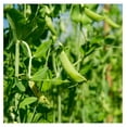 50 lb. Spring Forage Peas Cover Crop & Forage Legume Seed