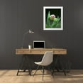 thumbnail image 3 of Rotenberg, Nancy 15x18 White Modern Wood Framed Museum Art Print Titled - USA, Pennsylvania Close-up of flower bud opening, 3 of 4