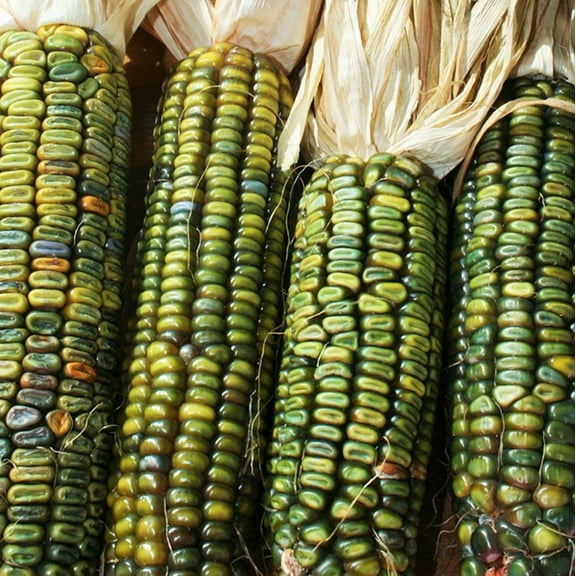 TomorrowSeeds - Oaxacan Green Dent Ornamental Corn Seeds - 30  Count - For 2025 Planting Green Blue