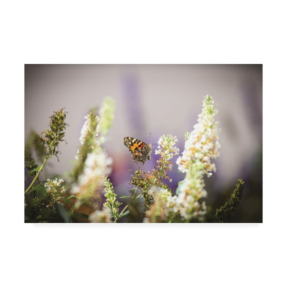 Trademark Fine Art 'Butterfly in my Garden' Canvas Art by Kurt Shaffer