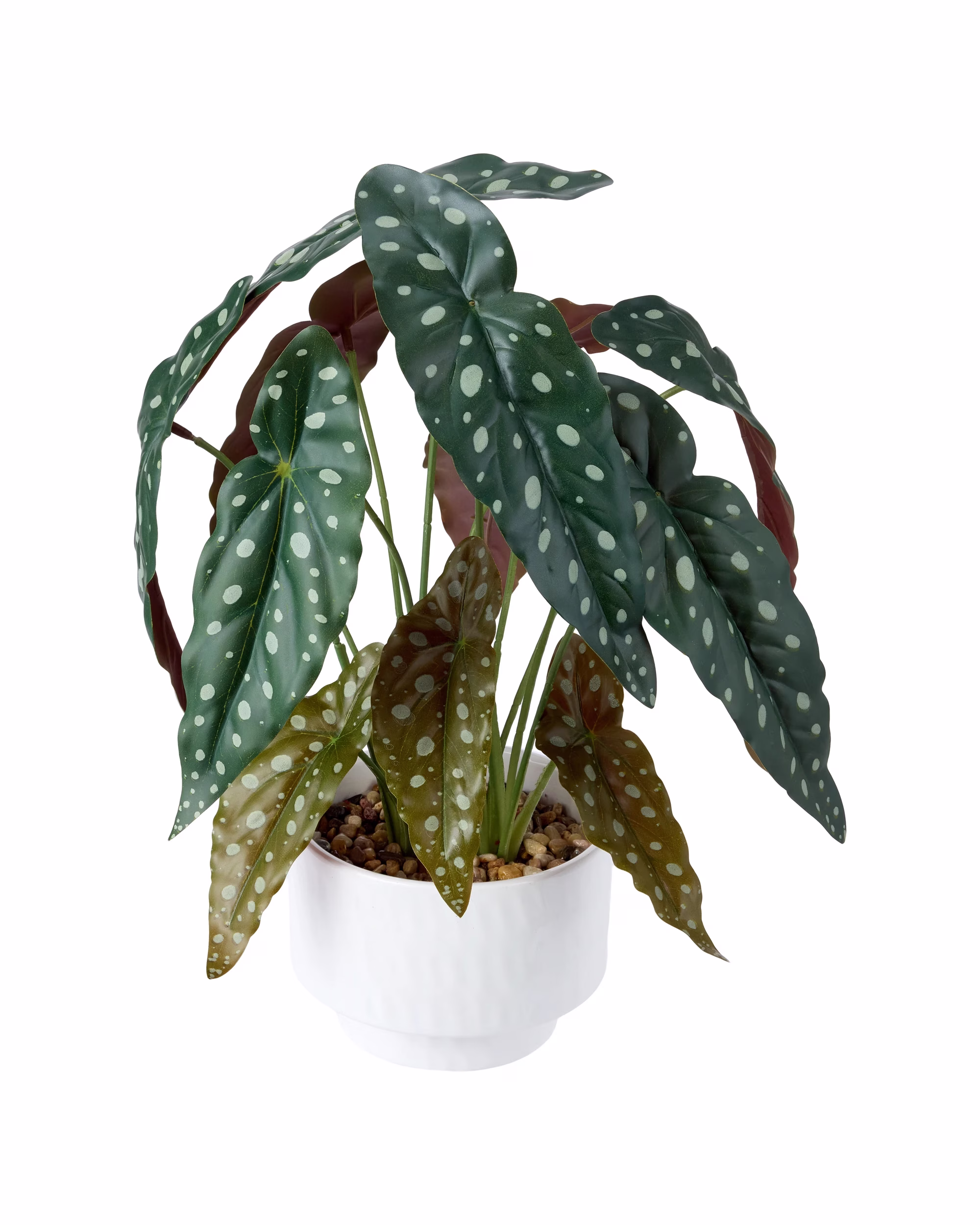 Plante tachetée en pot Anko