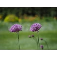 thumbnail image 2 of Bonin, Suzanne 32x25 Black Ornate Wood Framed with Double Matting Museum Art Print Titled - Blossom Chives, 2 of 4
