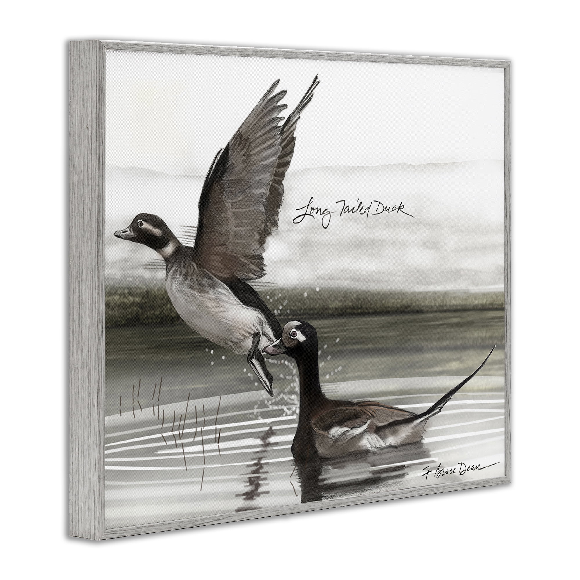 Stupell Industries Long Tailed Duck Animals & Insects Painting Gray Framed Art Print Wall Art, 14 x 11