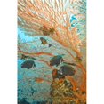 thumbnail image 1 of Collare Butterflyfish Poster Print, Large - 24 x 36, 1 of 1