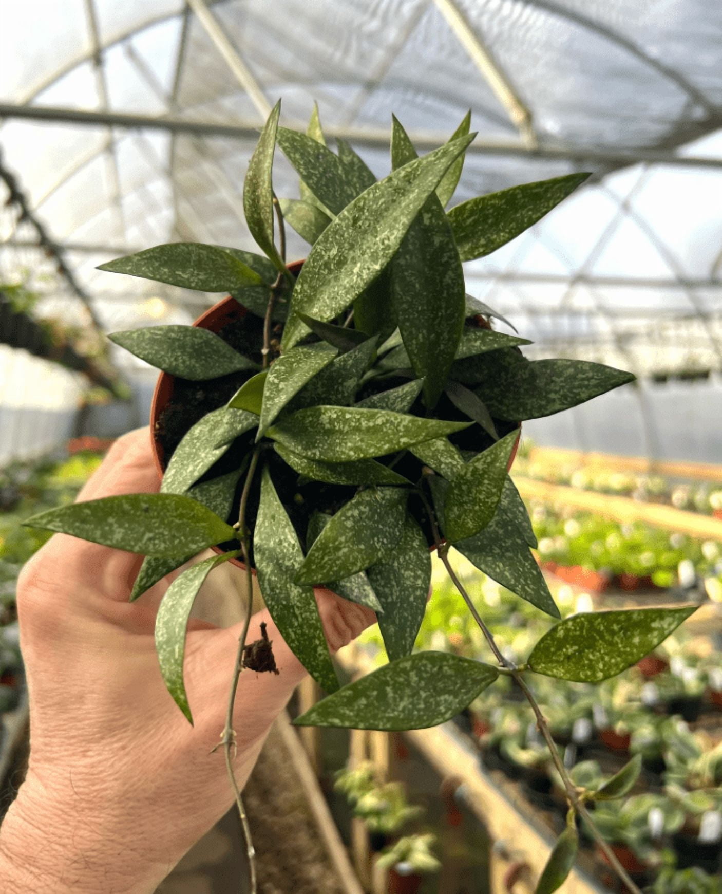Hoya Plant Live Houseplants, Hoya Pink Flower Sliver Leaf Plant in 4 Inc Pot Bareroot for Planting Indoor Outdoor