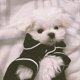thumbnail image 5 of Pijamas de seda para perros pequeños y gatos, camisetas suaves para mascotas, ropa de descanso para cachorros, ropa de dormir para gatos (negro) M, 5 of 6