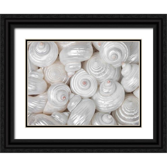 Frank, Assaf 18x15 Black Ornate Wood Framed with Double Matting Museum Art Print Titled - Mixed pearly sea shells close-up