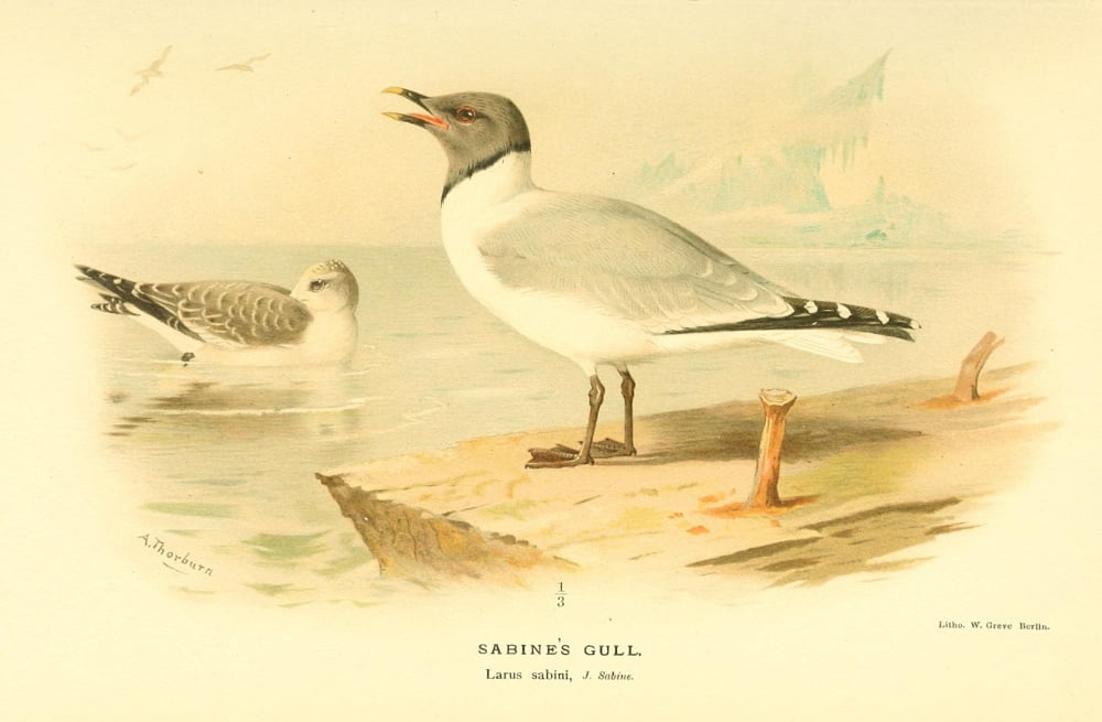 Birds Of The Britis