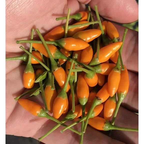 Yellow African Pequin Birds Eye Heirloom Pepper Premium Seeds Packet