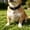 G, variant on Soft Silicone Pet ID Tag with Stainless Steel Clip - Custom Engraved Anti-Loss Identification Label for Dog Collar - Lightweight Noise-Free Nameplate in Bright Colors & Patterns