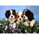 thumbnail image 1 of Taladro Pintura Diamante (DE4903) DIY Animal Punto de Cruz 5D Decoración de Pared Completa (C1402) 20X30cm FLhrweasw Nuevo, 1 of 1